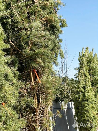 Саженцы сосны обыкновенной 630 см