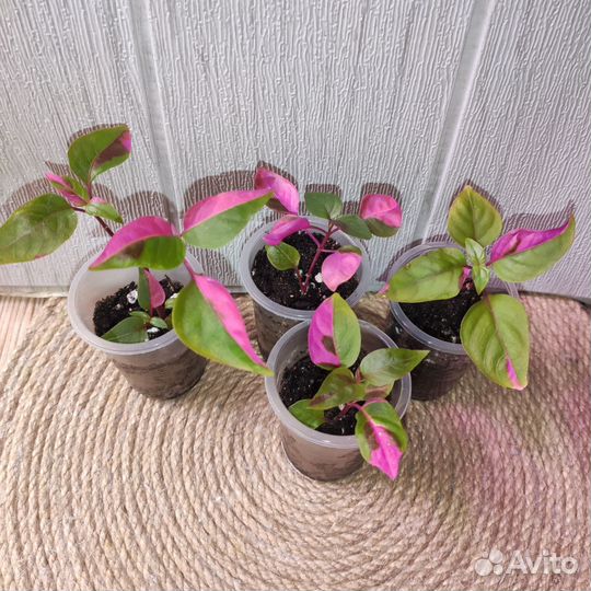 Альтернатера Пати тайм