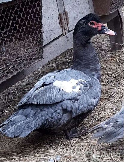 Мускусные утки