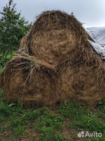 Сено в рулонах