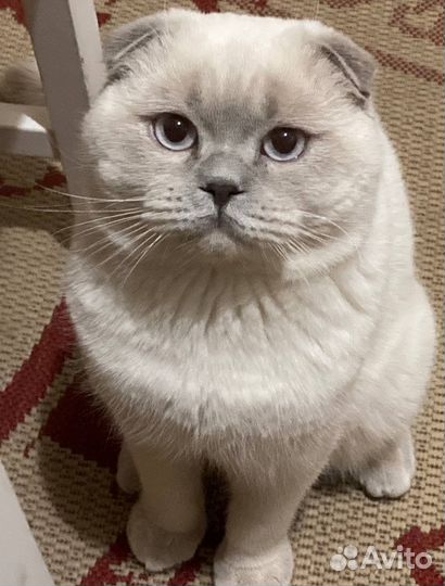 Шотландский вислоухий кот вязка