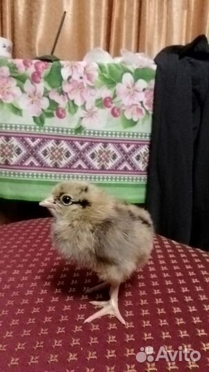 Цыплята Кучинские, Черная Московская, Амеруканы