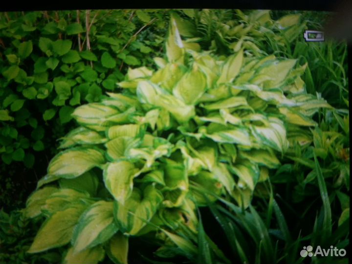 Хоста растение для вашего сада