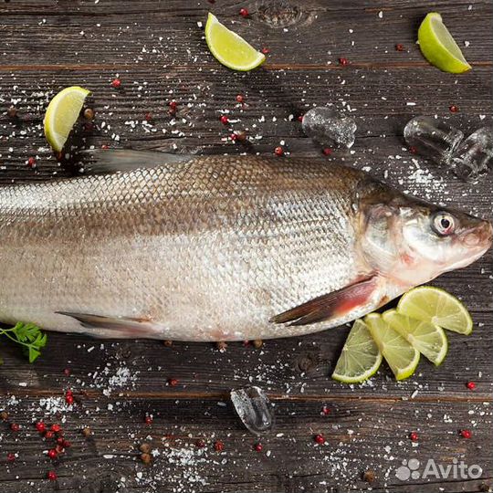 Муксун 1,2-1,4 кг с/м