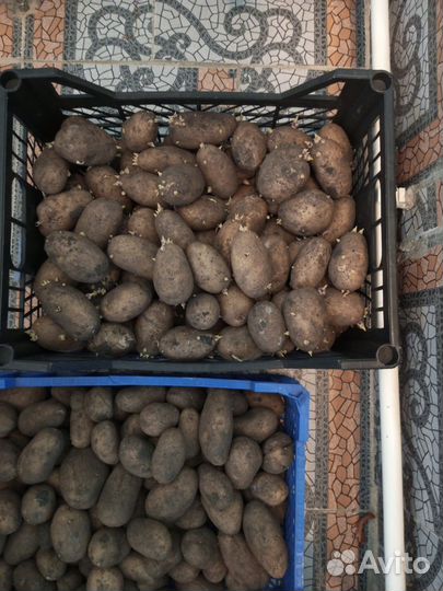 Семенной картофель