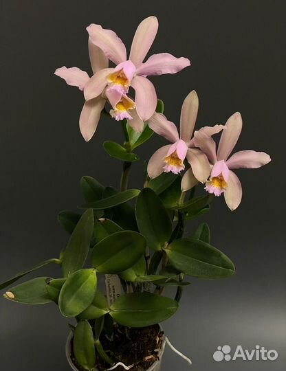 Каттлея Веноза Cattleya venosa