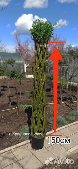 Плетеные деревья из ивы