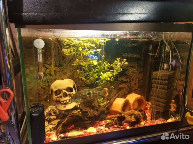 Аквариум с рыбками