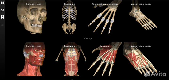 Репетитор по нормальной анатомии человека