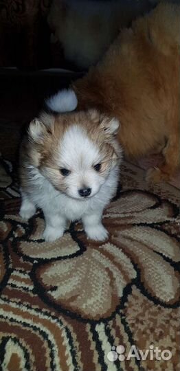 Щенок малого немецкого шпица