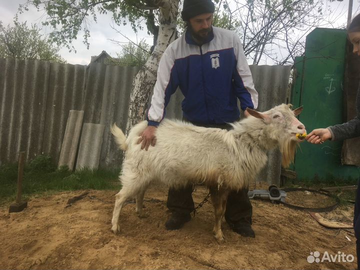 Козы и козлята на племя