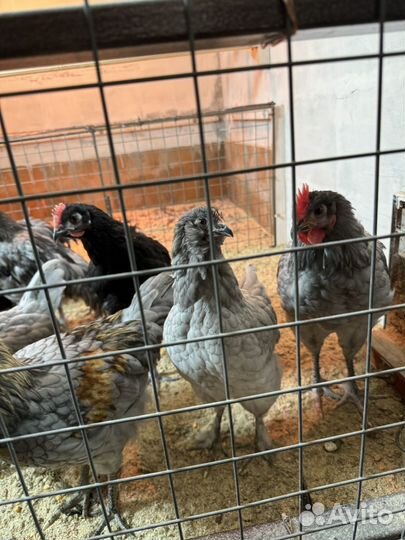 Грюнлегер петух