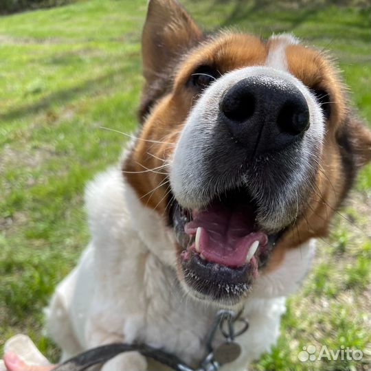 Прелестная собака из приюта