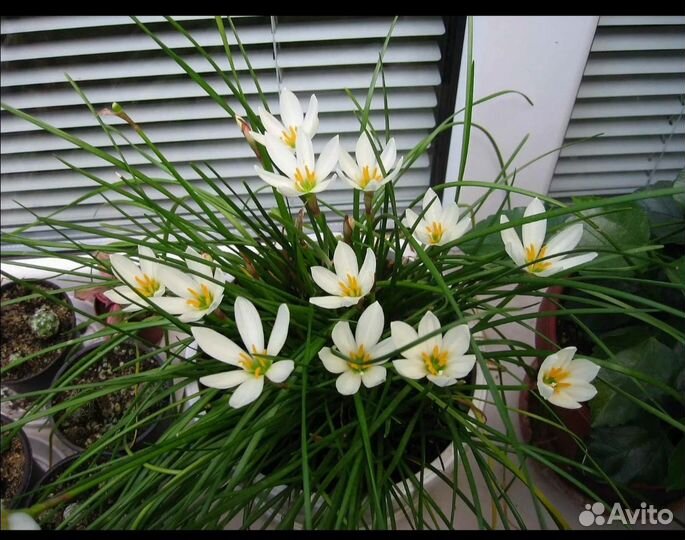 Зефирантес белый