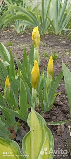 Многолетние растения для вашего сада