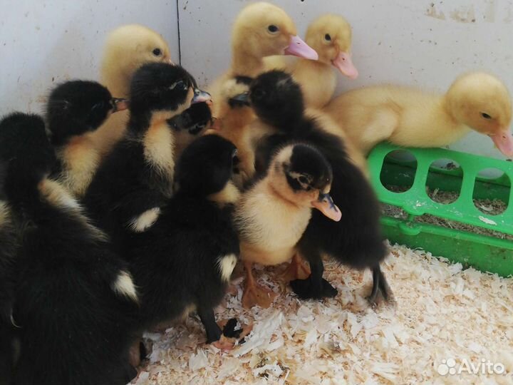 Утята Стар 53 - Фаворит - Башкирские - утка