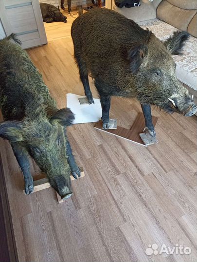 Чучело кобанов