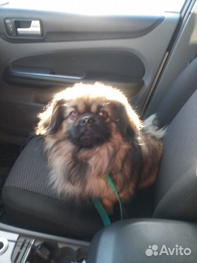 Вязка пекинес