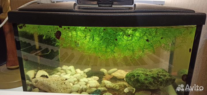Аквариум