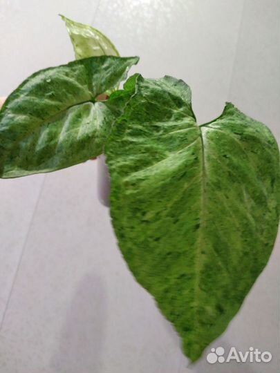 Сингониумы #2