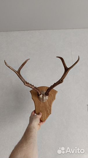 Рога косули