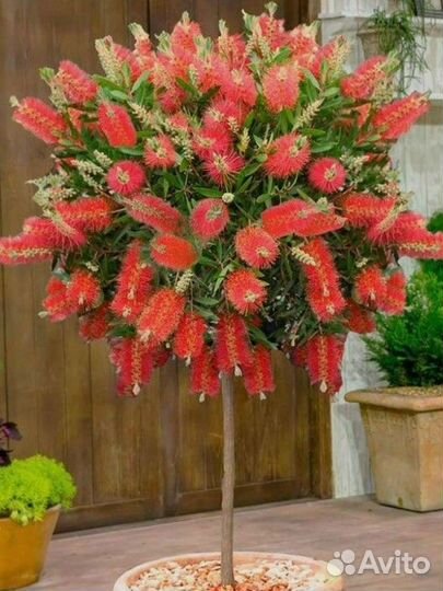 Каллистемон