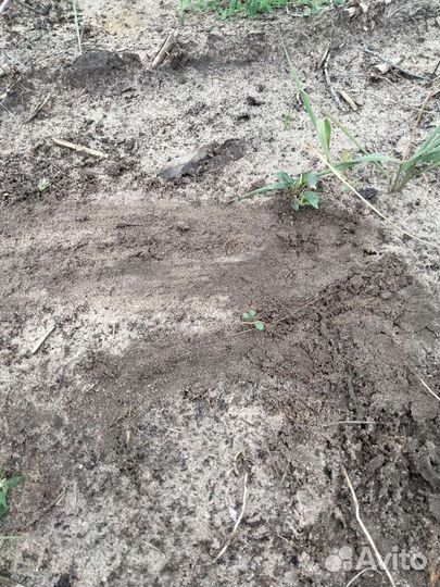 Грунт,суглинок для поднятия участка