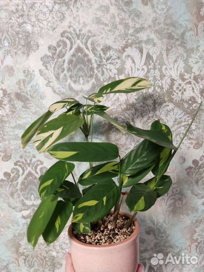 Ктенанта лубберса