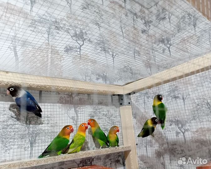 Попугаи неразлучники