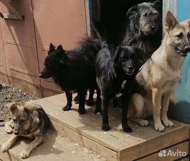 Помощник в приюте для собак