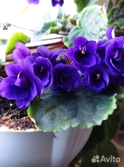 Сенполии(фиалки),молодые кустики