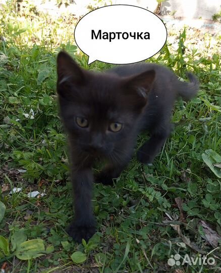 Кошечка Марта
