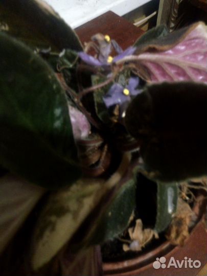 Фиалка отцветает