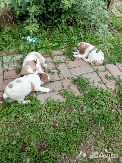 Русский спаниель