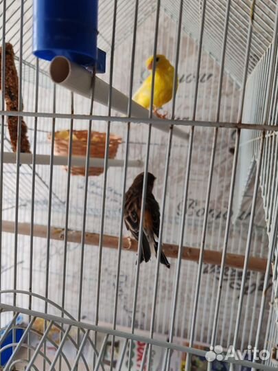 Канарейки семья