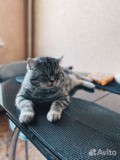 Британский кот вязка