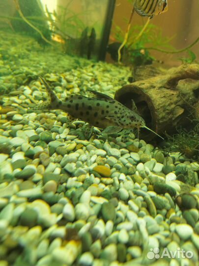 Сом синодонтис