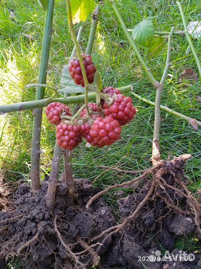 Саженцы ежевики