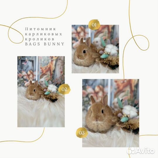 Карликовый кролик, гермелин, минор, минилоп