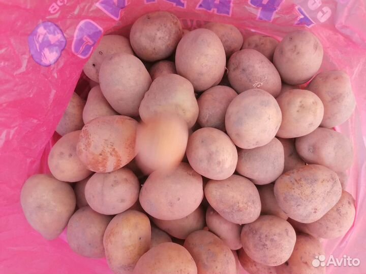 Семенной картофель