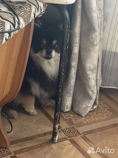 Померанский шпиц