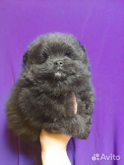 Померанский шпиц медвежьего типа