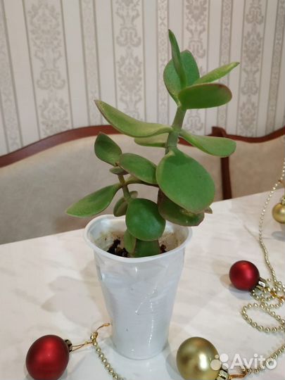 Цветы домашние(толстянка, сансевиерия,диффенбахия)