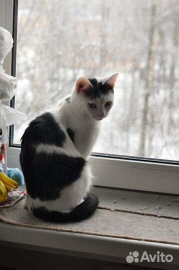 Котенок лёвка