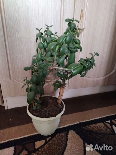 Крассула толстянка, денежное дерево