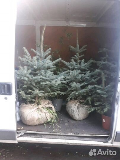 Ель голубая, лиственница, кедр, пихта. Сеянцы