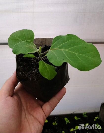 Рассада овощей, цветов и ягод