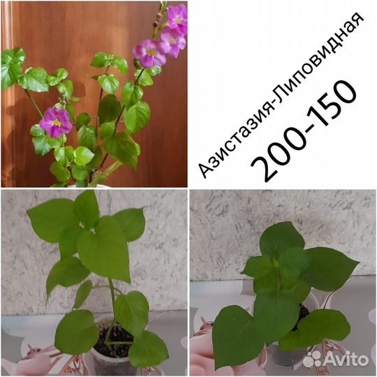 Комнатные цветы