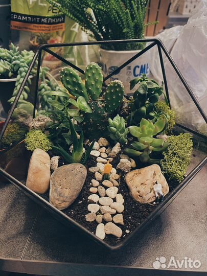 Флорариум готовый