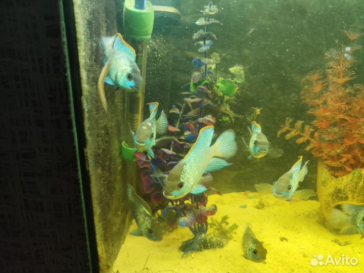 Рыбки. Наннакары